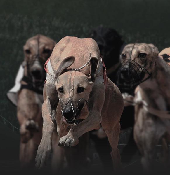 Greyhounds